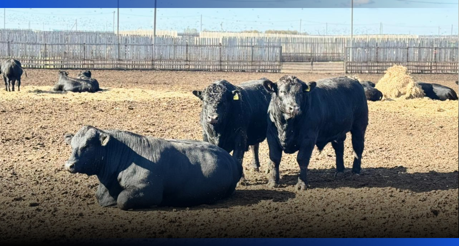 Image for В Казахстане произвели 1,2 млн тонн мяса в 2025 году